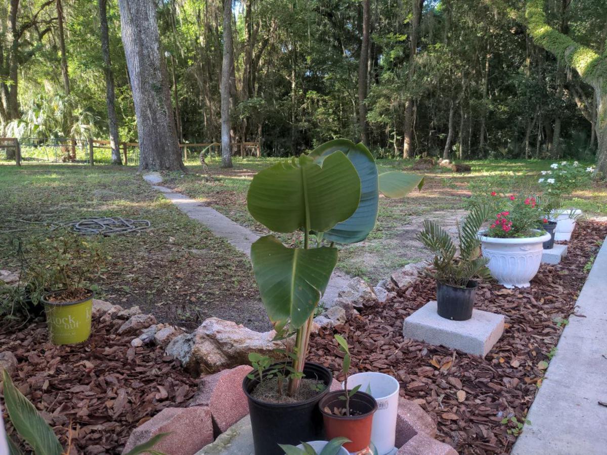 Micanopy Countyline Cottages מראה חיצוני תמונה